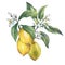 Branch of the fresh citrus fruit lemon with green leaves and flowers.