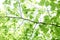 Branch of fresh green beech leaves