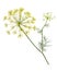 Branch of fresh green dill herb leaves isolated. Flowering plan