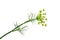 Branch of fresh green dill herb leaves isolated.  Flowering plant dill