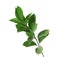 Branch with fresh green Ruscus leaves