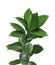 Branch with fresh green Ruscus leaves on white background