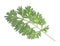 Branch of fresh mugwort isolated on white background. Medicinal plant. Artemisia absinthium, absinthe, absinthium, sagebrush.