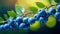 Branch of fresh organic blueberries