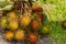 Branch of fresh rambutan berries hairy fruit stands on the background of Thailand meadow