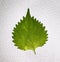 Branch of fresh shiso green leaf background . Shiso green leaf background.