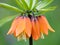 Branch of Fritillaria imperialis