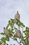 Branch with fruit of Gardenia thunbergia