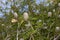 Branch with fruit of Gardenia thunbergia