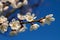 Branch of fruit tree apricot blooms