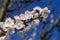 Branch of fruit tree apricot blooms