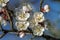 Branch of fruit tree apricot blooms