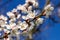 Branch of fruit tree apricot blooms