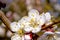 Branch of fruit tree apricot blooms