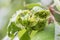 Branch of fruit tree with wrinkled leaves affected by black aphid. Cherry aphids, black fly on cherry tree, severe damage from