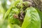 Branch of fruit tree with wrinkled leaves affected by black aphid. Cherry aphids, black fly on cherry tree, severe damage from