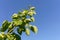 Branch of a fruit tree with young green foliage rushes skyward into the blue sky