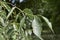 Branch with fruits of Celtis australis tree