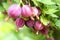 Branch with fruits gooseberry pink color in the garden.