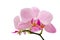 Branch of gentle pastel soft pink orchid