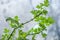 A branch of geranium with green leaves