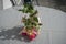 A branch of Giant fuchsia \\\'Bella Rosella\\\' stands in a jar on a garden table in September. Berlin, Germany