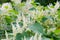 Branch of giant knotweed or Sakhalin knotweed Reynoutria sachalinensis with tiny white flowers.