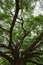 Branch of Giant Monky Pod Tree in Kanchanaburi, Thailand