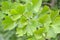 Branch of the Ginkgo two-bladed (Ginkgo biloba L.) with green leaves