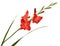 Branch of a gladiolus red flower isolated on white background