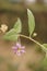 Branch with goji flowers  - Lycium barbarum