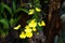 Branch of golden button orchids shines on background of dark green leaves