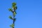 Branch of gooseberry with blooming buds against blue sky. Plants in garden in early spring. Beginning of juice movement.