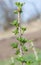 Branch of gooseberry in early spring