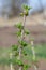 Branch of gooseberry in early spring