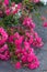 Branch of gorgeous small pink ground cover roses on the walk path