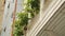 Branch of grape leaves growing along balcony, natural outdoor decoration