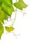 Branch of grape vine tendrils descending on white background