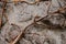 Branch of grapes on stone fence close-up