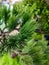 Branch of green coniferous ornamental plant, juniper