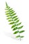 Branch of Green Fern Leaf