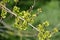 Branch with green fruits of an elm stocky Ulmus pumila L.