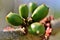 On the branch the green fruits of Spondias purpurea growing