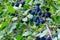 Branch with green leaves and dark blue blackthorn berries