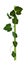 Branch with green leaves. Grapevine. on a white background.