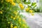 Branch with green leaves and hanging yellow flowers on blurred g