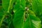 Branch of green leaves of santol on sental tree plant sandoricum koetjape