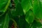 Branch of green leaves of santol on sental tree plant sandoricum koetjape