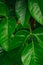 Branch of green leaves of santol on sental tree plant sandoricum koetjape fruit