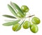 Branch with green olives